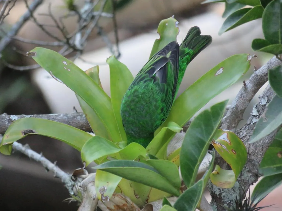 Pousada Biso Finoca Ibiraquera 因比图巴 山林小屋