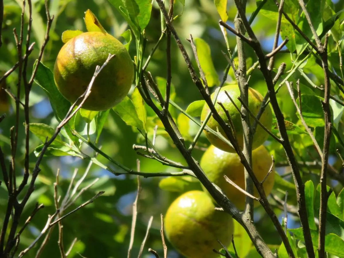 Pousada Biso Finoca Ibiraquera 因比图巴 山林小屋