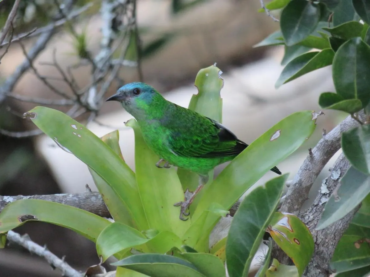 Pousada Biso Finoca Ibiraquera Imbituba  Imbituba (Santa Catarina)