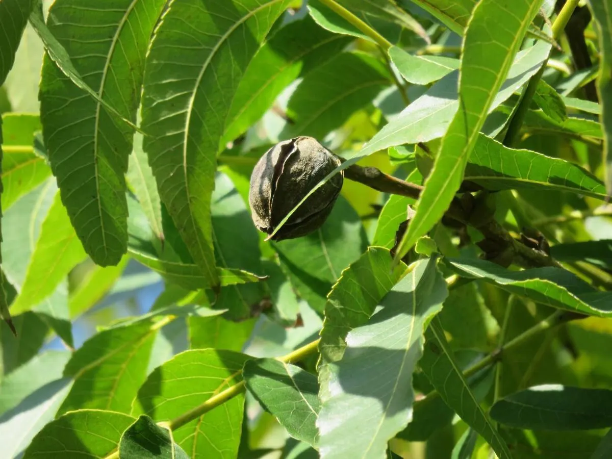 Pousada Biso Finoca Ibiraquera Imbituba  Hytte